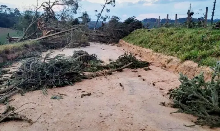 A pedido do Sistema Faep, IAT libera uso de árvores derrubadas por eventos climáticos no Paraná