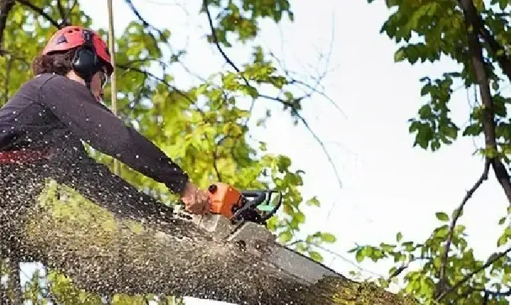 Projeto de lei em tramitação na Câmara de Maringá autoriza corte de árvore com laudo particular