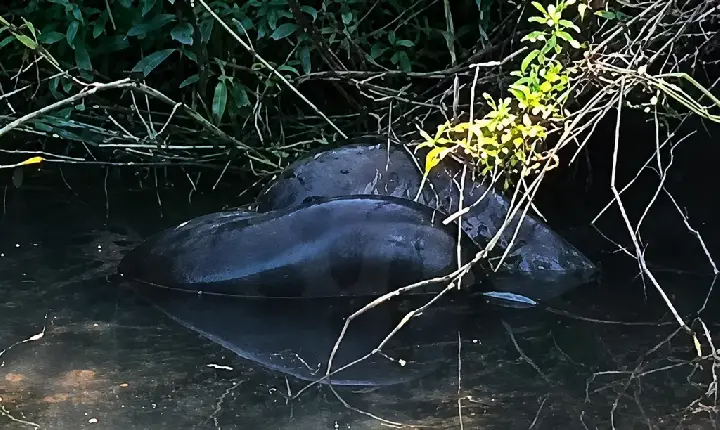Sucuri gigante é flagrada por pescador no rio Paranapanema; ‘olha o tamanho da bruta’
