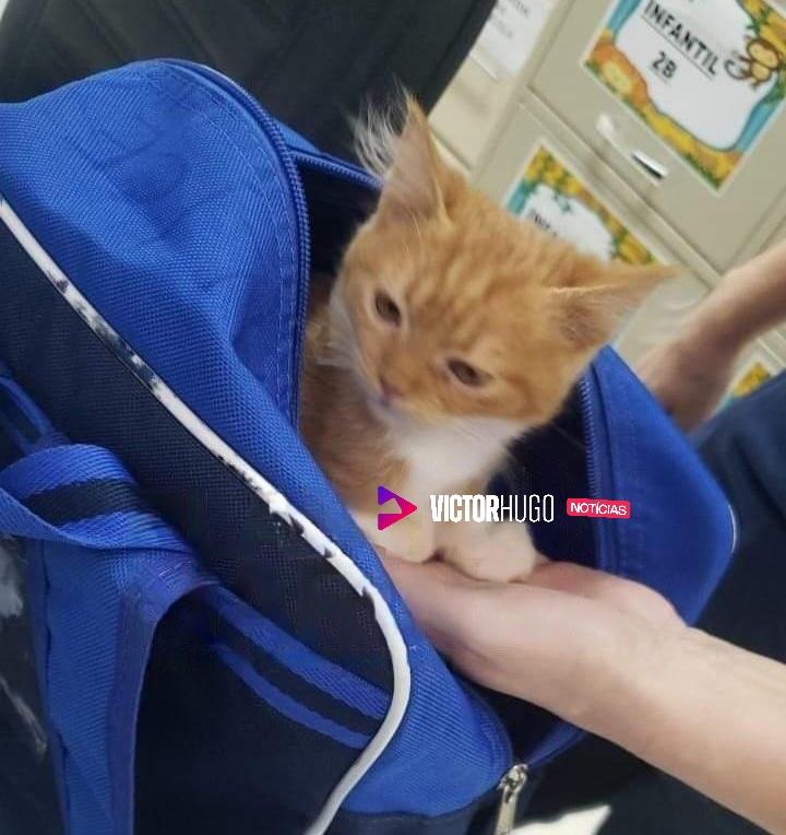 Menina de 2 anos leva gata de estimação escondida na mochila para escola em Maringá