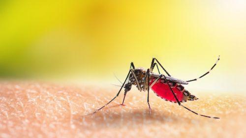 Região: Mandaguari investiga possível morte por dengue