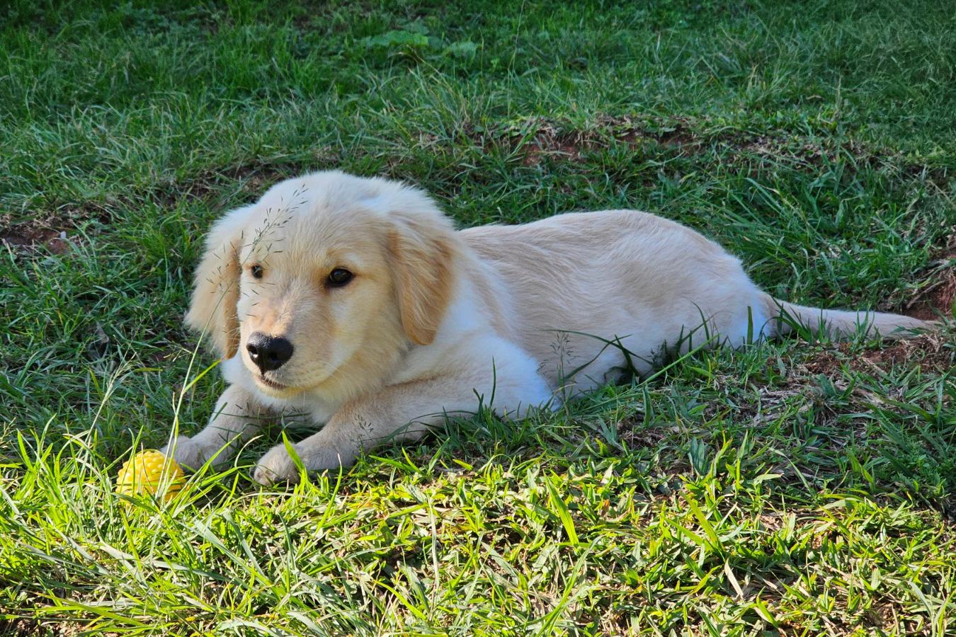 PMPR inicia projeto de terapia com cães para crianças com Transtorno do Espectro Autista