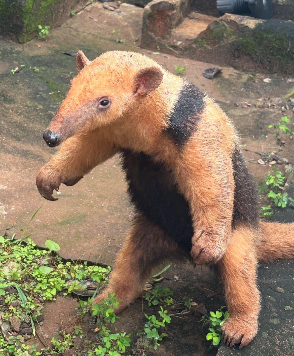 Tamanduá-mirim é resgatado por equipe da Polícia Rodoviária em Tamboara; animal silvestre será trazido para clínica especializada em Maringá