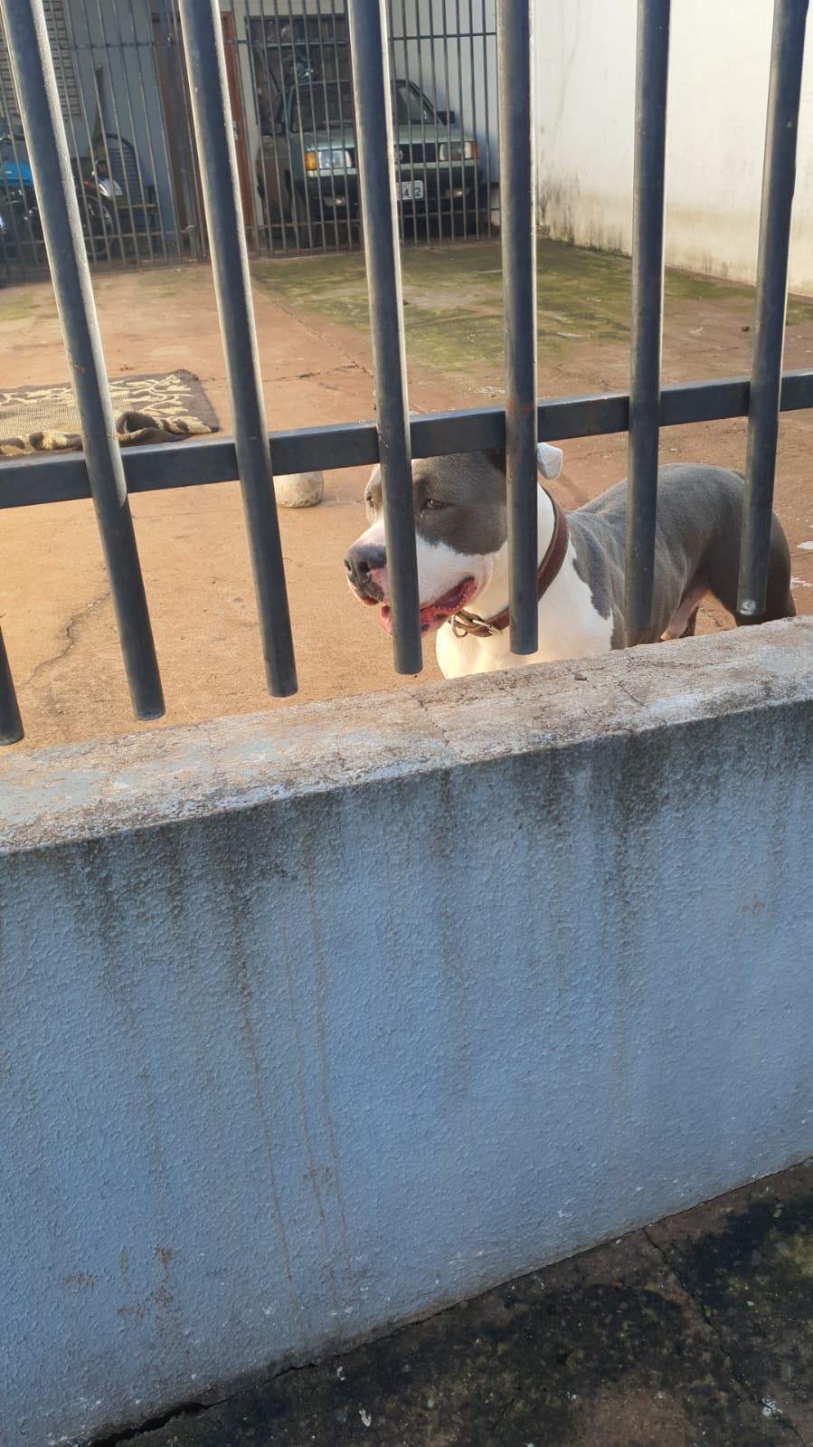 Ataque de Pitbull deixa funcionária da autarquia Águas de Sarandi com ferimentos