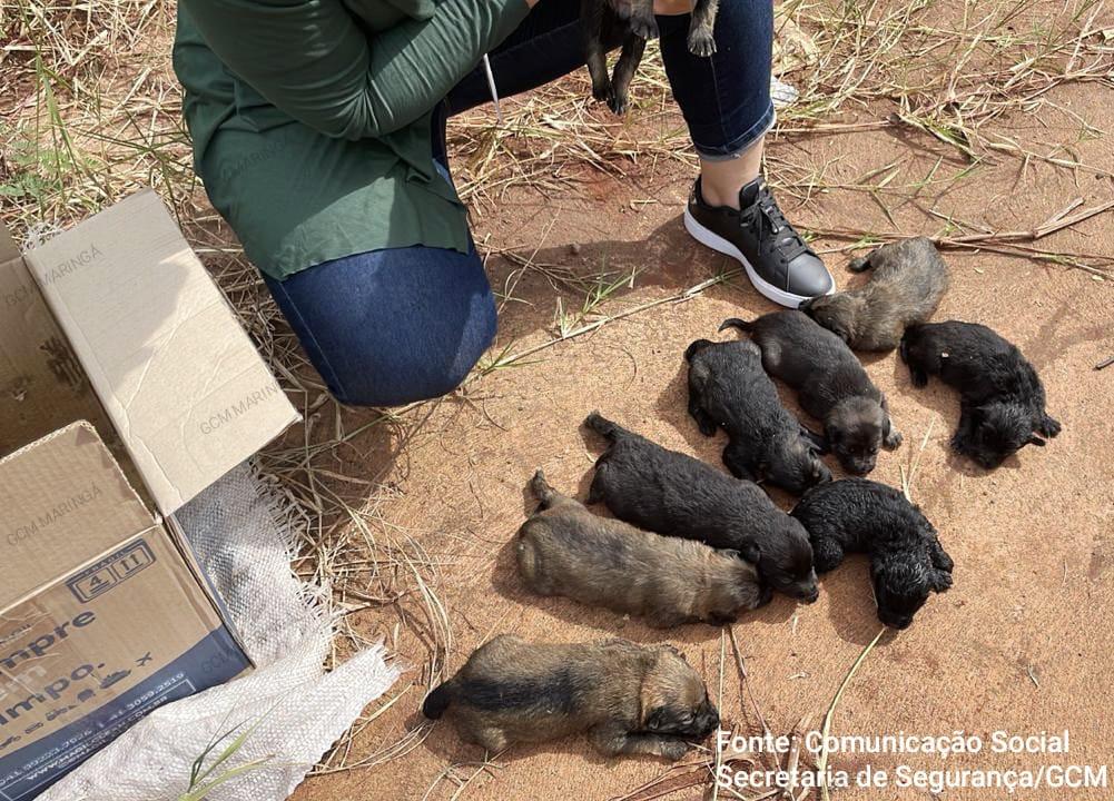 Patrulha Ambiental da Guarda Civil Municipal de Maringá resgata nove filhotes de cachorro abandonados sob viaduto