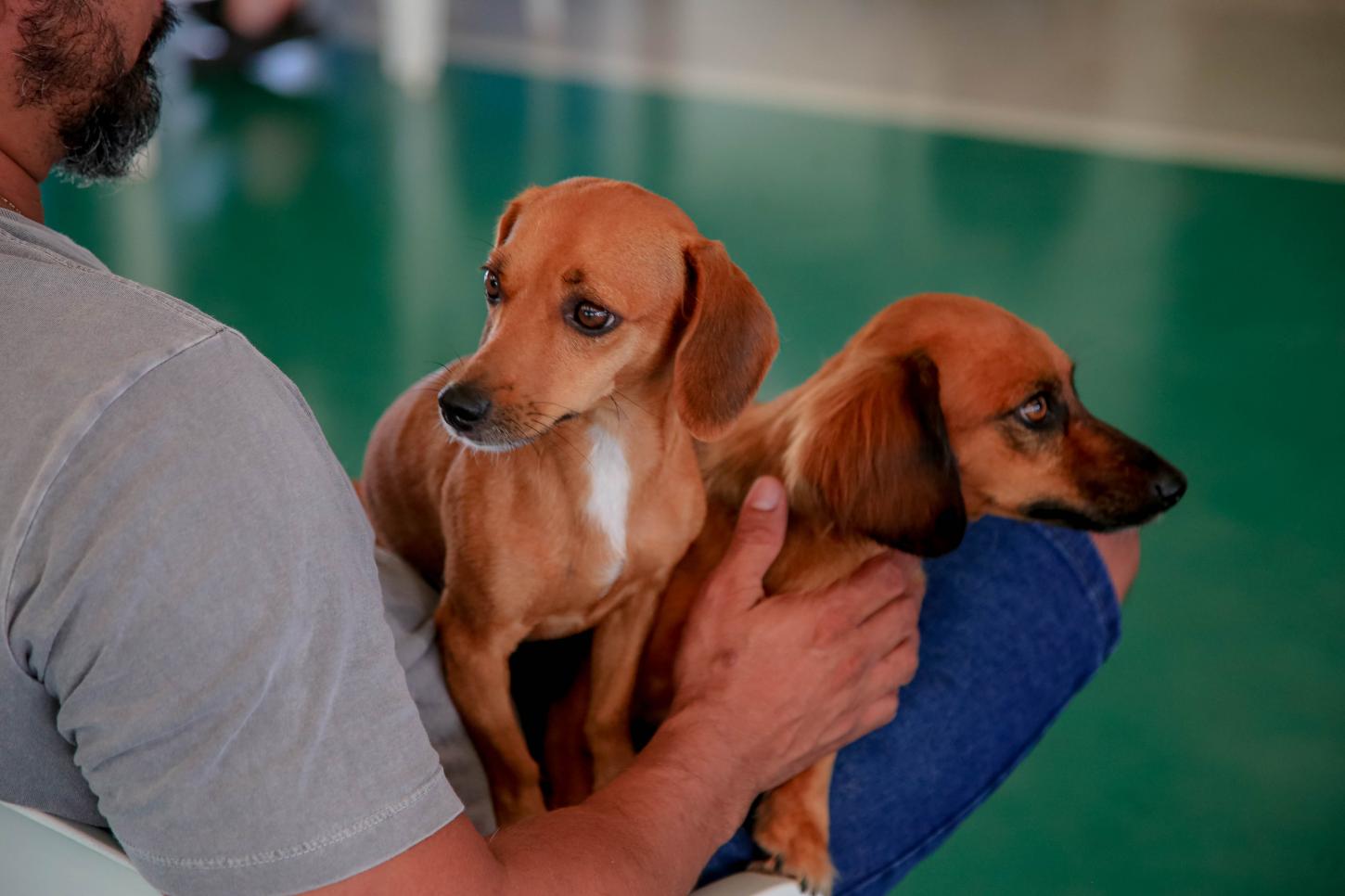 Prefeitura realiza vacinação gratuita de cães e gatos no distrito de Iguatemi neste sábado, 2