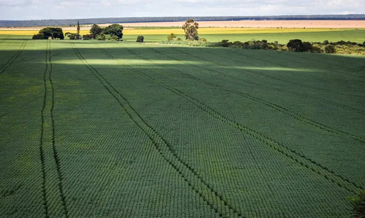 Senado aprova plano para fabricação de fertilizantes no Brasil